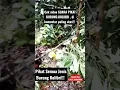 Download Lagu Suara pikat burung kolibri paling ampuh, cek komentar paling atas