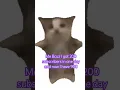 Download Lagu HAPPY HAPPY HAPPYYYYYY #cat #catz #kitten #catlover #funny #cute #meme #trending