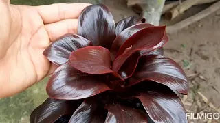 MOSTRANDO  MINHA PEQUENA COLEÇÃO DE DRACENA