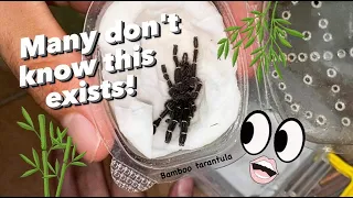 WE GOT NEW TARANTULAS !!! ~ RARE, NEWLY Discovered Species !!! (New intern LOL)