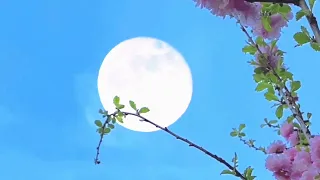 قصيدة محمود درويش 