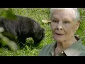 Download Lagu Judi Dench Explores Borneo’s Hidden Rainforest Wonders (4K Documentary)