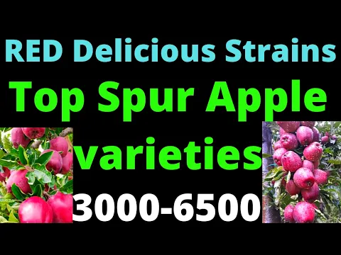 Lower Hight apple Spur Varieties Top Red Delicious Spur Apple Best Variety