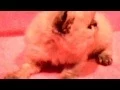 Download Lagu Persian Kitten Bardot 1