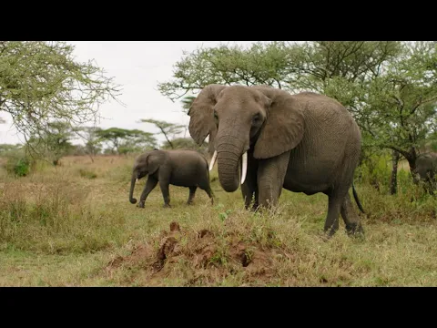 THE SERENGETI RULES (2019)