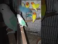 Download Lagu Best Time for Lovebird Breeding #shorts #trending #birds #parrot #viral #cute #shortvideo