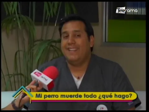 Mi perrito muerde todo ¿Qué hago?