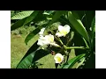Hebe田馥甄—自己的房間 (微醉篇)