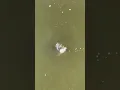 giant catfish eats bird under the bridge