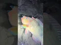 Download Lagu Looking for seacreatures in the Florida key #wildlife#fish#seacreature#florida#ocean#sea#viral