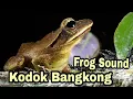 Lagu Kodok Bangkong / Suara katak Bangkong