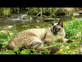 Download Lagu Rustgevende muziek voor katten 🐾💤 | Spinnende geluiden en ontspannende melodietjes voor een diepe...