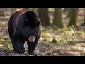 New Jersey Black Bear Education and Safety