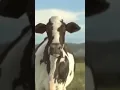 Download Lagu Sapi joget lucu sekali #sapi #joget