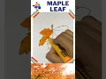 MAPLE LEAF SKETCH