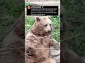 Download Lagu İnsanoğlu biz utanır mıyız bilemem #animals #keşfet #bear