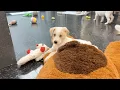 Metro Atlanta nonprofit Bosley s Place caring for neonatal puppies