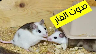 صوت الفار الفئران 