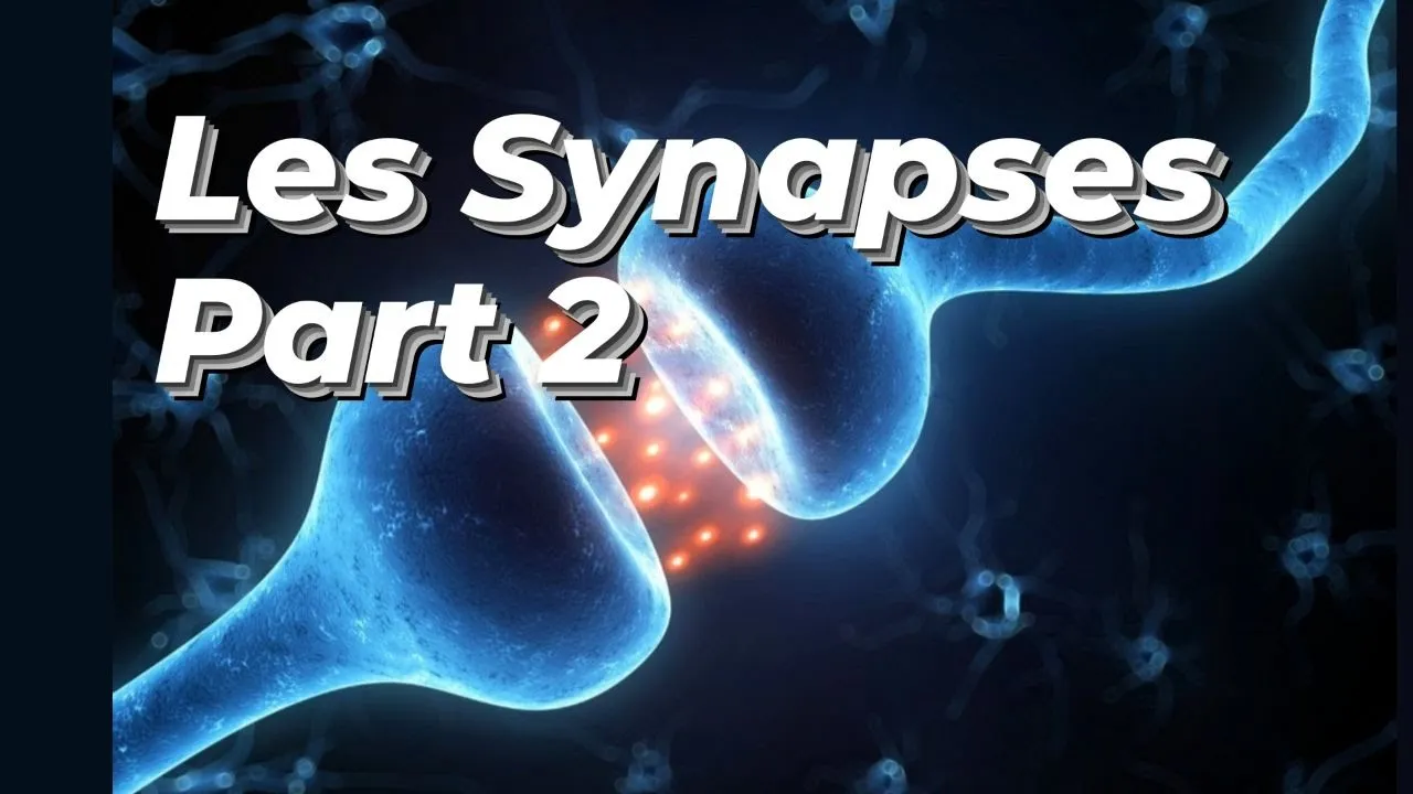 SYNAPSE PART 2 ( NEURO-NEURONALE )
