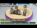 Download Lagu 5 Janji Allah Bagi Yang Suka Memelihara Kucing - Karomah Qalbu