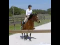 Marco Polo Event Pony Prospect