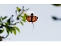 Download Lagu Flying Dragons Of The Jungle | Planet Earth II