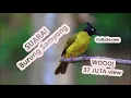 Suara Samyong Mp3 - Download Suara Burung Samyong Gacor Full Isian Durasi Panjang Buat Masteran!