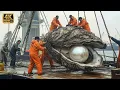 Lagu How Fishermen Can Make Up to $20,000 in 1 Day? | Deep-Sea Pearl Fishing (Deep Sea Creatures)