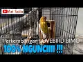 Download Lagu Inilah LOVEBIRD BIMO, Makin Ngunci | Ari Solo