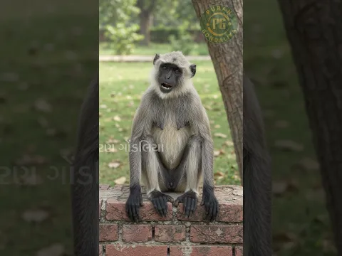 Jio નહીં, મરો રાખવું જોઈએ! 😂🐒 | રિચાર્જના વધતા ભાવ પર Monkey Comedy 🤣 #Shorts By Puran Gondaliya