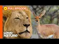 Download Lagu How Impalas Survive In A Land of Apex Predators | Wildlife Icons Ep106