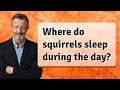 Where do squirrels sleep during the day