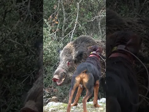 Wild boar hunting #okaysahin #wildboar #hunting