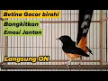 Download Lagu Murai batu betina gacor birahi Bangkit kan Emosi jantan Langsung ON
