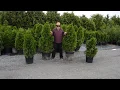 Emerald Green Arborvitae - Planting information growth soil etc