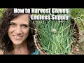 How to Harvest Store Chives for Endless Supply