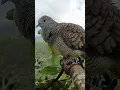 Download Lagu Suara Burung Perkutut Untuk Pancingan Supaya Bunyi