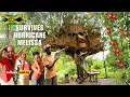 Download Lagu ✓Man And Child Living In offgrid MODERN TREE HOUSE Survives Hurricane Melissa In Jamaica 🇯🇲