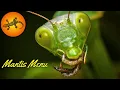 What Do Praying Mantises Eat