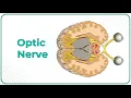 The Optic Nerve CN II anatomy and Visual Pathway animation