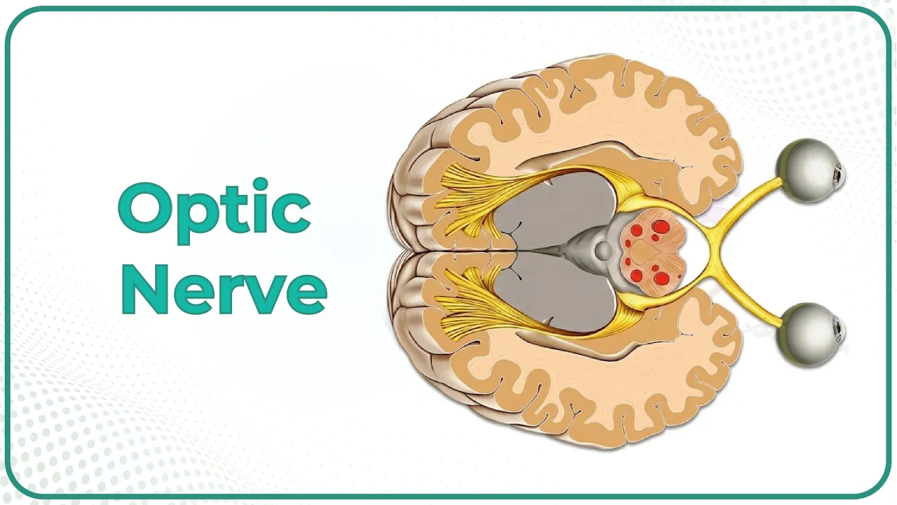 The Optic Nerve (CN II) anatomy and Visual Pathway animation