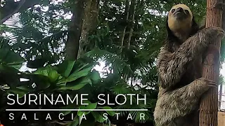 Suriname Sloth || Episode 82 || Sailing Salacia Star