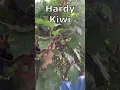 Hardy Kiwi you can eat kiwi skin Grow Hardy Kiwi and Fuzzy Kiwi