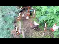A Walkway Feeds Our Chickens