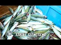 Download Lagu Mancing Dengan Angket Bermata Kail 100 Di Banyuwangi | MANCING MANIA STRIKE BACK (06/07/25) Part 2