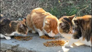 Sylvester & Beach Cats LIVE 🐾🌊