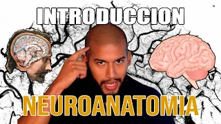 Introducción a la NEUROANATOMÍA (Tejido Nervioso, Neuronas, Glias, Mielina)