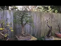 Fertilising Your Bonsai