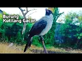 Download Lagu SUARA BURUNG KUTILANG GACOR. COBA GUNAKAN SUARA INI PASTI AMPUH..
