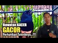 Trik Rawatan harian KACER agar GACOR dan setabil